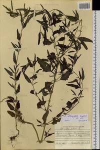 Лебеда продолговатолистная Waldst. & Kit., Сибирь, Алтай и Саяны (S2) (Россия)