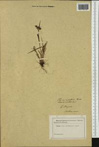 Ожика судетская (Willd.) Schult., Западная Европа (EUR) (Неизвестно)