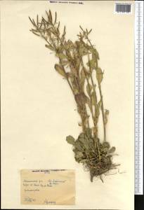 Brassicaceae, Средняя Азия и Казахстан, Западный Тянь-Шань и Каратау (M3) (Киргизия)