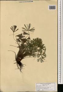 Actiniopteris radiata (Koenig ex Sw.) Link, Зарубежная Азия (ASIA) (Индия)