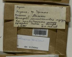 Ptychostomum inclinatum (Sw. ex Brid.) J.R. Spence, Гербарий мохообразных, Мхи - Якутия (B19) (Россия)