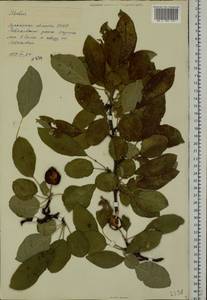 Яблоня, Восточная Европа, Северо-Украинский район (E11) (Украина)