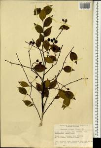 Pourthiaea villosa (Thunb.) Decne., Зарубежная Азия (ASIA) (КНР)