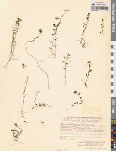 Болотник обыкновенный L., Сибирь, Чукотка и Камчатка (S7) (Россия)