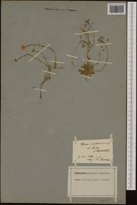 Noccaea fendleri subsp. glauca (A. Nelson) Al-Shehbaz & M. Koch, Западная Европа (EUR) (Швейцария)