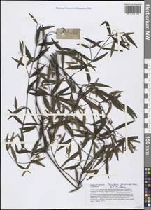 Periploca purpurea Kerr, Зарубежная Азия (ASIA) (Вьетнам)