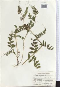 Горошек заборный L., Средняя Азия и Казахстан, Северный и Центральный Тянь-Шань (M4) (Киргизия)