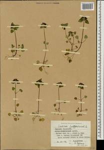 Яснотка пурпурная, Яснотка пурпуровая L., Кавказ, Грузия (K4) (Грузия)