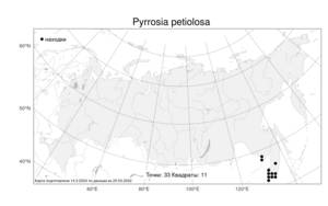 Pyrrosia petiolosa, Пиррозия длинночерешковая (Christ) Ching, Атлас флоры России (FLORUS) (Россия)