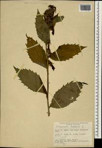 Колокольчик широколистный L., Зарубежная Азия (ASIA) (Турция)