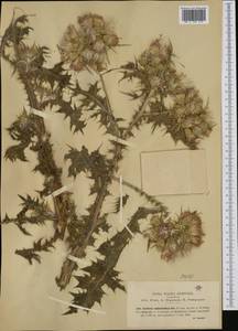 Carduus cephalanthus Viv., Западная Европа (EUR) (Италия)