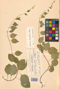 Древогубец плетеобразный Rupr., Сибирь, Дальний Восток (S6) (Россия)