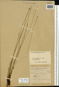 Болотница болотная, Болотница обыкновенная (L.) Roem. & Schult., Восточная Европа, Центральный лесной район (E5) (Россия)