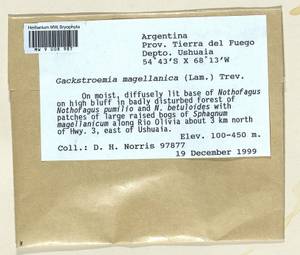 Gackstroemia magellanica (Lam.) Trevis., Гербарий мохообразных, Мхи - Америка (BAm) (Аргентина)