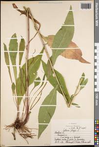 Василек фригийский L., Восточная Европа, Московская область и Москва (E4a) (Россия)