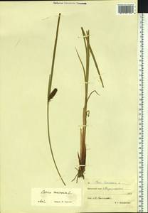 Осока пузырчатая L., Сибирь, Чукотка и Камчатка (S7) (Россия)