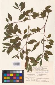 Ива мирзинолистная, Ива чернеющая Salisb., Восточная Европа, Западный район (E3) (Россия)