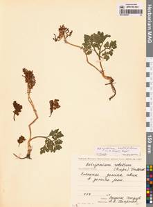 Sceptridium multifidum (S.G.Gmel.) M.Nishida ex Tagawa, Сибирь, Чукотка и Камчатка (S7) (Россия)