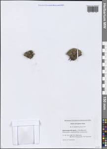 Крупка почти головчатая Simmons, Сибирь, Центральная Сибирь (S3) (Россия)