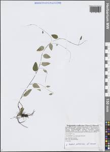 Trigonotis radicans subsp. sericea (Maxim.) Riedl, Сибирь, Дальний Восток (S6) (Россия)