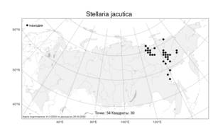 Stellaria jacutica, Звездчатка якутская Schischk., Атлас флоры России (FLORUS) (Россия)