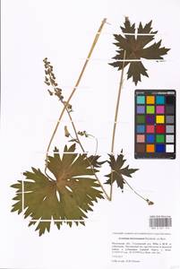 Aconitum lycoctonum subsp. lasiostomum (Rchb.) Warncke, Восточная Европа, Московская область и Москва (E4a) (Россия)