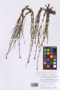 Хвощ болотный L., Восточная Европа, Московская область и Москва (E4a) (Россия)