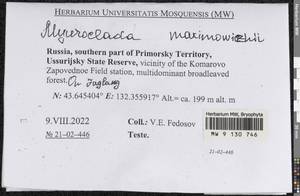 Myuroclada maximowiczii (G.G. Borshch.) Steere & W.B. Schofield, Гербарий мохообразных, Мхи - Дальний Восток (без Чукотки и Камчатки) (B20) (Россия)