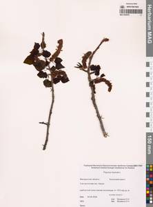 Тополь дрожащий, Осина L., Сибирь, Чукотка и Камчатка (S7) (Россия)