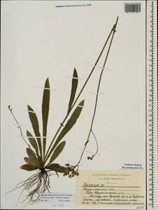 Pilosella ziziana subsp. ziziana, Восточная Европа, Центральный район (E4) (Россия)