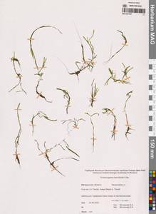 Рдест Берхтольда Fieber, Сибирь, Чукотка и Камчатка (S7) (Россия)