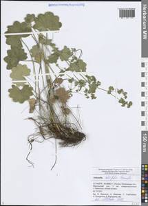 Манжетка Линдберга Juz., Восточная Европа, Средневолжский район (E8) (Россия)