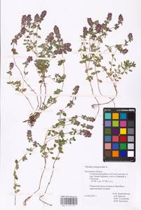 MHA 0 157 441, Тимьян блошиный, Чабрец блошиный L., Восточная Европа, Центральный район (E4) (Россия)