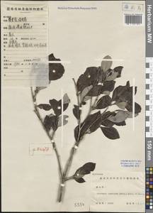 Rhodamnia dumetorum (DC.) Merr. & L. M. Perry, Зарубежная Азия (ASIA) (КНР)