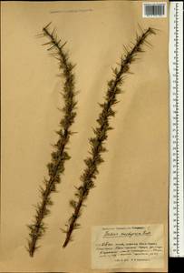 Berberis ulicina Hook. fil. & Thomson, Зарубежная Азия (ASIA) (КНР)