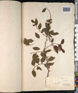 Ziziphus oenopolia (L.) Mill., Зарубежная Азия (ASIA) (Индия)