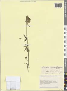 Борец скученноцветковый (DC.) Gáyer, Кавказ, Дагестан (K2) (Россия)