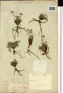 Китагавия байкальская (Redowsky ex Willd.) Pimenov, Сибирь, Алтай и Саяны (S2) (Россия)