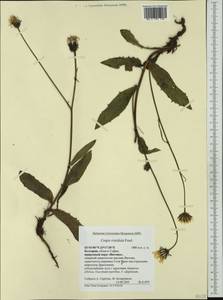 Crepis viscidula Froel., Западная Европа (EUR) (Болгария)