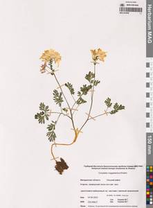 Хохлатка магаданская A.P.Khokhr., Сибирь, Чукотка и Камчатка (S7) (Россия)