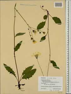 Hieracium lachenalii subsp. deductum (Sudre) Greuter, Восточная Европа, Западный район (E3) (Россия)