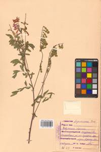 Копеечник альпийский L., Сибирь, Дальний Восток (S6) (Россия)