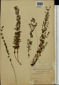 Зверобой изящный Steph. ex Willd., Восточная Европа, Центральный лесостепной район (E6) (Россия)