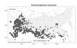 Schoenoplectus lacustris, Схеноплектус озерный (L.) Palla, Атлас флоры России (FLORUS) (Россия)