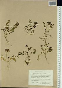 Астрагал альпийский L., Сибирь, Западная Сибирь (S1) (Россия)