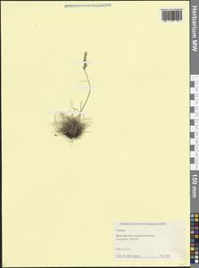 Овсяница, Кавказ, Дагестан (K2) (Россия)