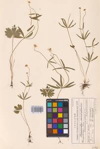 Лютик однолистный Ovcz., Восточная Европа, Восточный район (E10) (Россия)