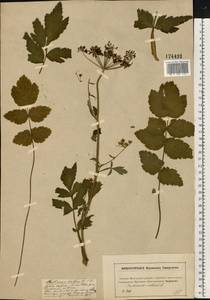 Пастернак посевной L., Восточная Европа, Московская область и Москва (E4a) (Россия)