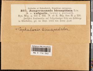 Cephalozia bicuspidata (L.) Dumort., Гербарий мохообразных, Мхи - Западная Европа (BEu) (Австрия)