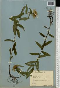 Pentanema salicinum (L.) D. Gut. Larr., Santos-Vicente, Anderb., E. Rico & M. M. Mart. Ort., Восточная Европа, Восточный район (E10) (Россия)